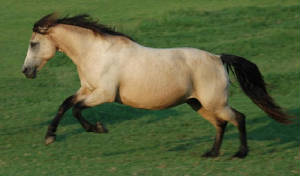 bronzeill1.jpg