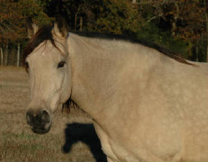 bronzeill4.jpg