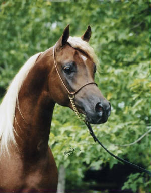 goldenhead2.jpg
