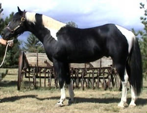 nearside.jpg