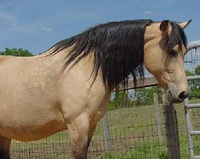 bronzeill3.jpg