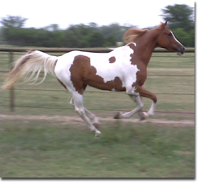 canter.jpg