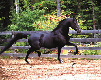 raztrot.jpg