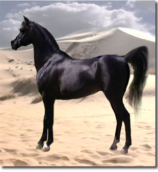 sable2.jpg