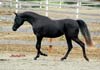 sable6.jpg