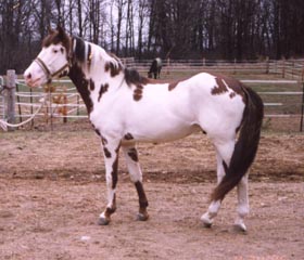 sorreloveromustang.jpg
