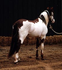 sorreloveromustang2.jpg