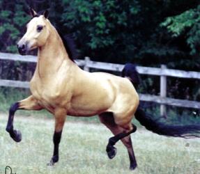 tonotrot.jpg