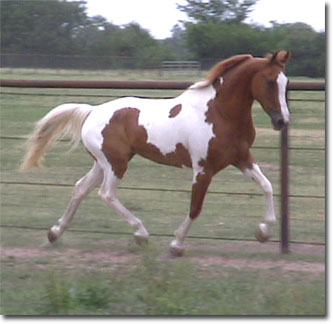 trot2.jpg