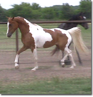 trot3.jpg