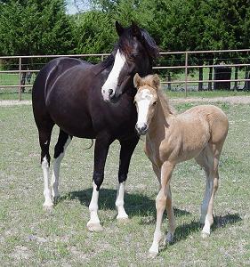 withfoal.jpg